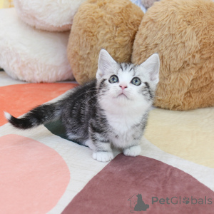 Photo №3. lovely Munchkin kittens. United States
