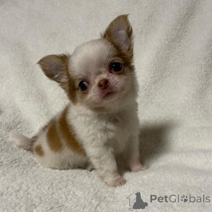 Photo №2 to announcement № 166197 for the sale of chihuahua - buy in Australia breeder