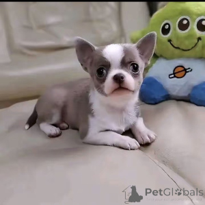 Photo №2 to announcement № 172590 for the sale of chihuahua - buy in United States breeder