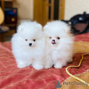 Photo №3. Pomeranian spitz puppies. Netherlands