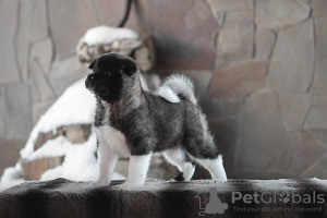 Additional photos: American Akita puppies