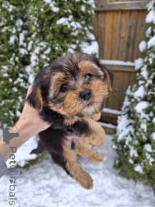 Photo №4. I will sell beaver yorkshire terrier, yorkshire terrier in the city of Vilnius. private announcement, from nursery, breeder - price - 619$