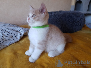Photo №1. british shorthair - for sale in the city of Gelendzhik | 609$ | Announcement № 10763