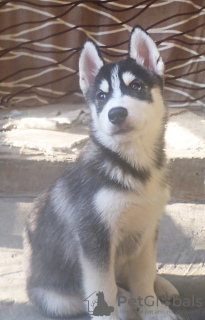 Photo №1. siberian husky - for sale in the city of Voronezh | 675$ | Announcement № 11618
