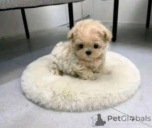 Photo №2 to announcement № 138093 for the sale of maltipu - buy in United States breeder