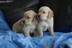 Photo №1. golden retriever - for sale in the city of Beloeil | Is free | Announcement № 92425