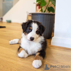 Photo №1. australian shepherd - for sale in the city of Rome | Is free | Announcement № 53865