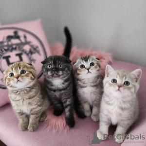 Photo №1. scottish fold - for sale in the city of Paris | negotiated | Announcement № 82881