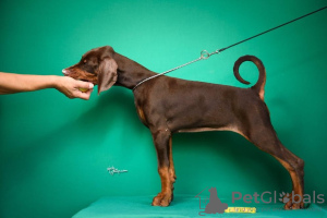 Photo №2 to announcement № 121890 for the sale of dobermann - buy in Serbia breeder