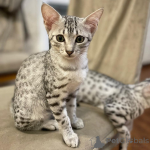 Photo №1. egyptian mau - for sale in the city of Abu Dhabi | negotiated | Announcement № 158286