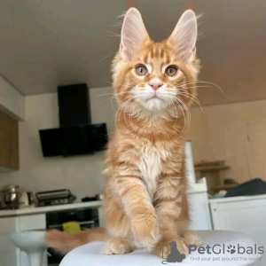 Photo №2 to announcement № 118299 for the sale of maine coon - buy in United States private announcement