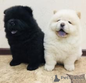 Photo №1. chow chow - for sale in the city of Vilnius | negotiated | Announcement № 175936