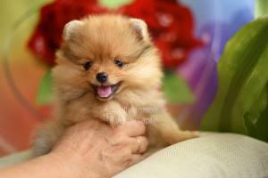 Photo №4. I will sell german spitz in the city of Florida. private announcement - price - 1685$