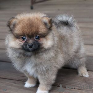 Photo №1. pomeranian - for sale in the city of Billund | 329$ | Announcement № 151551