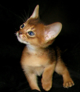 Photo №3. Abyssinian kittens Nursery Abyssinian, Bengal cats sunnybunny.by. Belarus