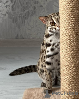 Photo №4. I will sell ocicat in the city of Versailles. breeder - price - 1882$