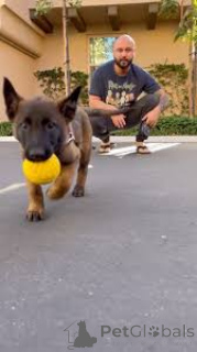 Photo №2 to announcement № 164744 for the sale of belgian shepherd - buy in France private announcement, breeder