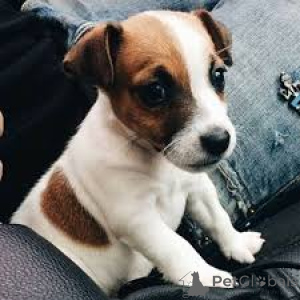 Photo №3. Jack Russell Terrier Puppies. United Kingdom