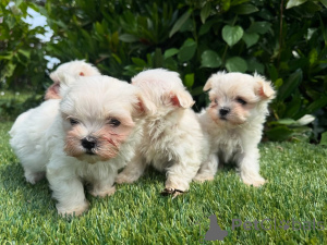 Photo №1. maltese dog - for sale in the city of Minsk | negotiated | Announcement № 160846