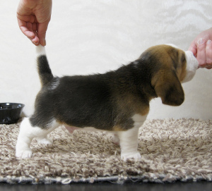 Photo №2 to announcement № 1966 for the sale of beagle - buy in Russian Federation breeder