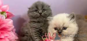 Photo №4. I will sell scottish fold in the city of Badenheim. private announcement - price - Is free