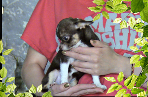 Photo №1. chihuahua - for sale in the city of Chelyabinsk | 201$ | Announcement № 2868