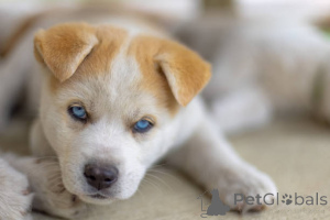Photo №3. Bright-Eyed and Full of Wonder Meet This Adorable Pup!. United Kingdom