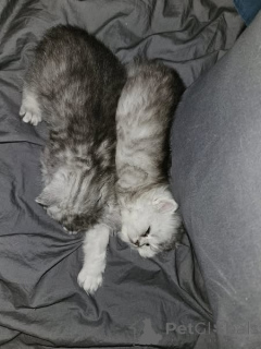 Photo №1. chinchilla cat - for sale in the city of Mainz | 361$ | Announcement № 166476