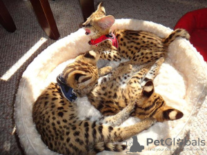 Photo №1. savannah cat - for sale in the city of Bern | 1585$ | Announcement № 99651