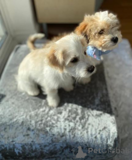 Photo №2 to announcement № 160001 for the sale of maltipu - buy in Latvia private announcement