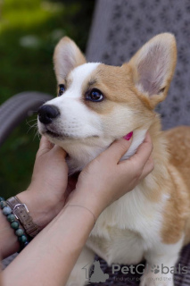 Photo №2 to announcement № 19351 for the sale of welsh corgi - buy in Switzerland private announcement, breeder