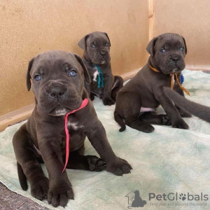 Photo №4. I will sell cane corso in the city of Berlin. breeder - price - 792$