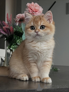 Photo №1. british shorthair - for sale in the city of Egilsstaðir | 550$ | Announcement № 159411