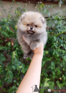 Photo №3. Flair Pomeranian Puppes for Adoption. United States