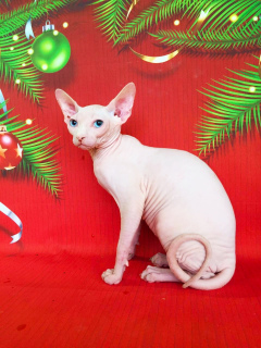 Additional photos: White blue-eyed kitty