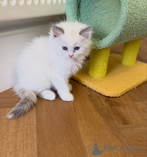 Photo №2 to announcement № 176583 for the sale of ragdoll - buy in Netherlands breeder