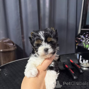 Photo №2 to announcement № 170562 for the sale of maltese dog - buy in Germany breeder