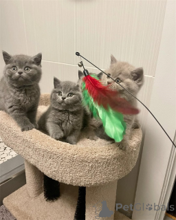 Photo №1. british shorthair - for sale in the city of Bad Münsteerefel | negotiated | Announcement № 167580