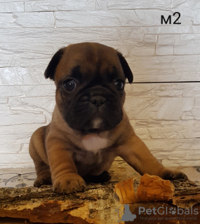 Photo №4. I will sell french bulldog in the city of Grodno. private announcement - price - 377$