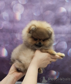 Photo №3. Pomeranian. Belarus