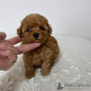 Additional photos: Male and Female Toy poodle for adoption.