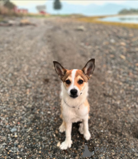 Photo №1. norwegian buhund - for sale in the city of Hamar | 500$ | Announcement № 159190