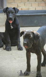 Photo №1. cane corso - for sale in the city of Belgrade | 370$ | Announcement № 116666