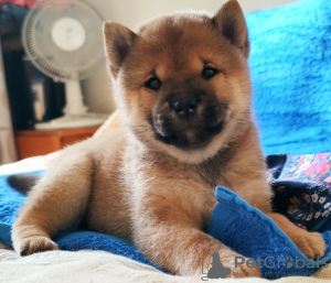 Photo №1. shiba inu - for sale in the city of St. Petersburg | 1755$ | Announcement № 11680