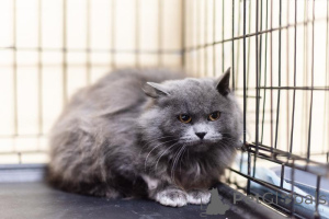 Photo №1.  - for sale in the city of Khimki | Is free | Announcement № 159244