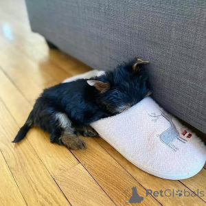 Photo №3. Cachorros Yorkie disponibles para la venta. Finland