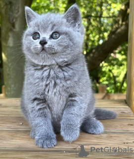 Photo №1. british shorthair - for sale in the city of Canyon Lake | 317$ | Announcement № 98191