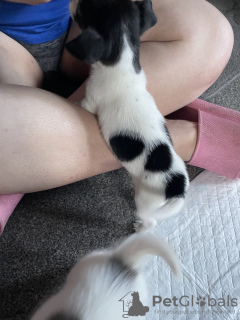 Photo №1. jack russell terrier - for sale in the city of Viersen | 400$ | Announcement № 133087