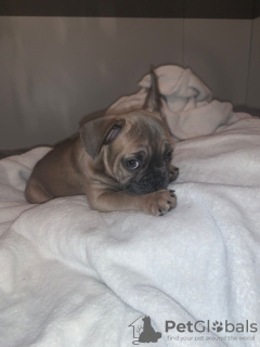 Photo №3. Vaccinated French Bulldog for sale. Germany