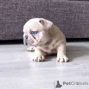 Photo №3. Adorables chiots Bouledogue Français cherchent une famille aimante. France